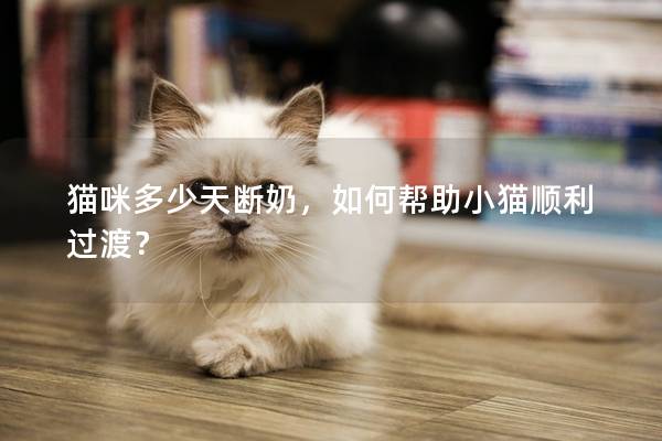 貓咪多少天斷奶，如何幫助小貓順利過渡？